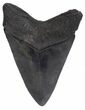 Fossil Lower Megalodon Tooth #57305-2